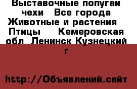 Выставочные попугаи чехи - Все города Животные и растения » Птицы   . Кемеровская обл.,Ленинск-Кузнецкий г.